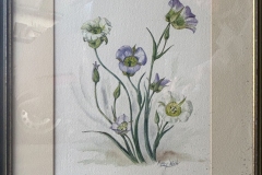 53.  Mariposa Lilies